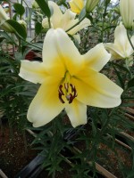 [4149 Serano No02.JPG]